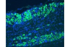 Expression of TrkB in rat DRG - Immunohistochemical staining of rat dorsal root ganglia (DRG) frozen sections using Anti-TrkB (extracellular)-ATTO-488 Antibody (ABIN7043389), (1:50), (green).