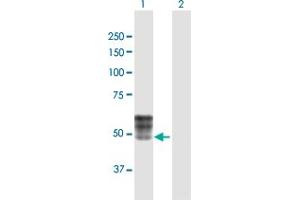 Western Blot analysis of ISLR expression in transfected 293T cell line by ISLR MaxPab polyclonal antibody. (ISLR antibody  (AA 1-428))