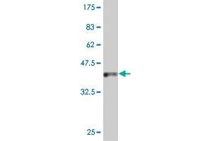 Western Blot detection against Immunogen (37 KDa) . (IDO1 antibody  (AA 304-403))