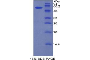SDS-PAGE analysis of Mouse IRF1 Protein. (IRF1 Protein)