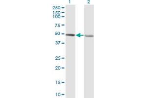 Western Blot analysis of RCC1 expression in transfected 293T cell line by RCC1 monoclonal antibody (M02), clone 1C1.