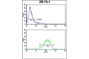 Flow Cytometry analysis of ZR-75-1 cells using ENTPD2 / CD39L1 Antibody (N-term) Cat. (ENTPD2 antibody  (N-Term))