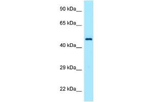 Host: Rabbit Target Name: TEAD1 Antibody Dilution: 1. (TEAD1 antibody  (C-Term))