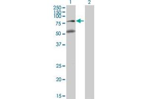 Western Blot analysis of BBS2 expression in transfected 293T cell line by BBS2 MaxPab polyclonal antibody.