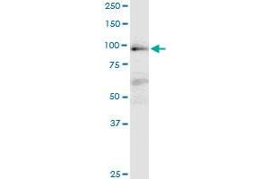 MAP4K1 monoclonal antibody (M02), clone 1G6. (MAP4K1 antibody  (AA 278-377))