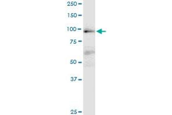 MAP4K1 antibody  (AA 278-377)