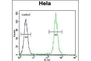 TBX6 Antibody (Center ) (ABIN655621 and ABIN2845101) flow cytometric analysis of Hela cells (right histogram) compared to a negative control cell (left histogram). (T-Box 6 antibody  (AA 143-172))