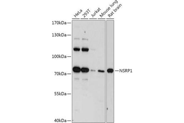 NSRP1 antibody  (AA 1-280)