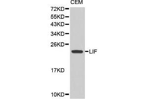 Western blot analysis of extracts of CEM cell line, using LIF antibody. (LIF antibody  (AA 23-202))