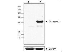 Western Blotting (WB) image for anti-Caspase 1 (CASP1) antibody (ABIN2664090) (Caspase 1 antibody)