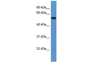 Western Blotting (WB) image for anti-Fc Receptor, IgA, IgM, High Affinity (FCAMR) (C-Term) antibody (ABIN2788496) (FCAMR antibody  (C-Term))