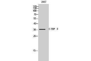 Western Blotting (WB) image for anti-CCAAT/enhancer Binding Protein (C/EBP), beta (CEBPB) (C-Term) antibody (ABIN3183578) (CEBPB antibody  (C-Term))