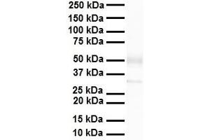 WB Suggested Anti-Zfp36l1 antibody Titration: 1 ug/mL Sample Type: Human heart (ZFP36L1 antibody  (C-Term))