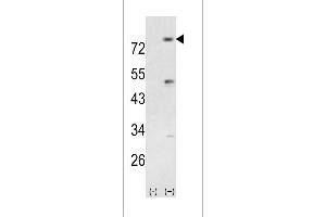 Western blot analysis of PIK3R5 using rabbit polyclonal PIK3R5 Antibody using 293 cell lysates (2 ug/lane) either nontransfected (Lane 1) or transiently transfected with the PIK3R5 gene (Lane 2). (PIK3R5 antibody  (AA 392-421))