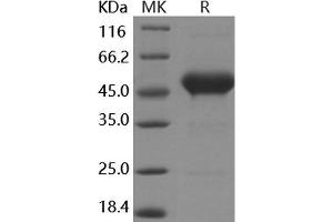 Western Blotting (WB) image for CD90 (THY1) protein (Fc Tag) (ABIN7194988) (CD90 Protein (THY1) (Fc Tag))