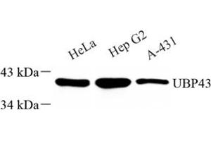 Western blot analysis of ubp43 (ABIN7076108) at dilution of 1: 1000 (USP18 antibody)