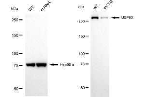 Western blotting analysis using USP9X antibody (ABIN7800739).