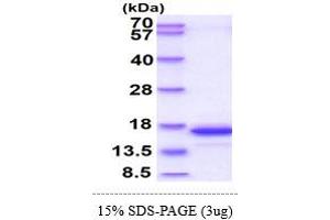 SDS-PAGE (SDS) image for Glutaredoxin 2 (GRX2) (AA 20-164) protein (His tag) (ABIN666919)