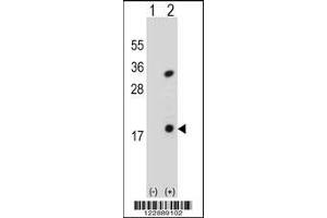 Western blot analysis of PLA2G1B using rabbit polyclonal PLA2G1B Antibody using 293 cell lysates (2 ug/lane) either nontransfected (Lane 1) or transiently transfected (Lane 2) with the PLA2G1B gene. (PLA2G1B antibody  (C-Term))