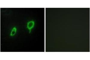 Immunofluorescence analysis of COS7 cells, using 14-3-3 gamma Antibody. (14-3-3 gamma antibody  (AA 51-100))