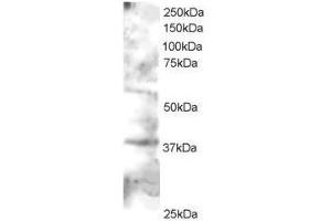 Image no. 1 for anti-GRB2-Related Adaptor Protein 2 (GRAP2) (C-Term) antibody (ABIN374093) (GRAP2 antibody  (C-Term))