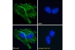 Immunofluorescence staining of fixed U251 cells with anti-Prion antibody 3F4. (Recombinant PRNP antibody)