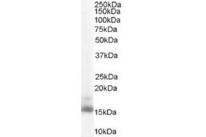 Image no. 1 for anti-Retinol Binding Protein 1, Cellular (RBP1) (C-Term) antibody (ABIN374530) (RBP1 antibody  (C-Term))