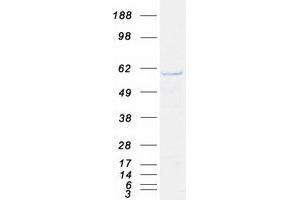 Validation with Western Blot (ARCN1 Protein (Transcript Variant 1) (Myc-DYKDDDDK Tag))