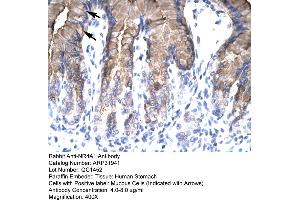 Rabbit Anti-NR4A1 Antibody  Paraffin Embedded Tissue: Human Stomach Cellular Data: Mucous Cells Antibody Concentration: 4. (NR4A1 antibody  (N-Term))