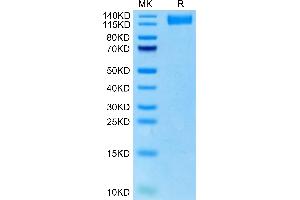 VEGFR2/CD309 Protein (AA 20-764) (His tag)