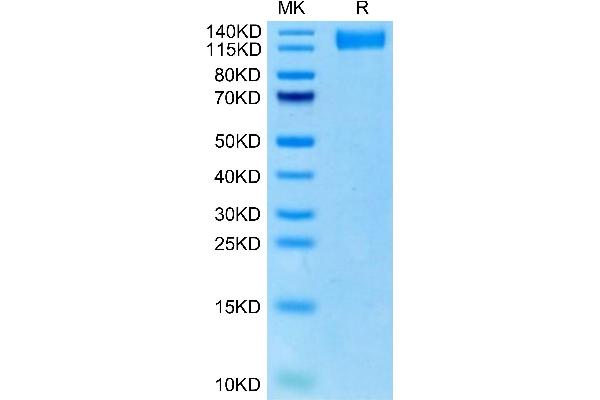 VEGFR2/CD309 Protein (AA 20-764) (His tag)