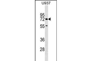CERC Antibody (C-term) (ABIN1537402 and ABIN2849435) western blot analysis in  cell line lysates (35 μg/lane). (CERCAM antibody  (C-Term))