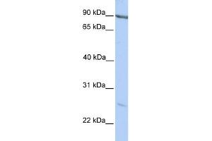 Western Blotting (WB) image for anti-Membrane-Associated Ring Finger (C3HC4) 2, E3 Ubiquitin Protein Ligase (MARCH2) (C-Term) antibody (ABIN2774742)