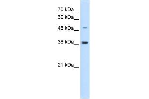 WB Suggested Anti-IRX1 Antibody Titration:  5.