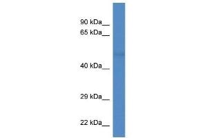 Western Blot showing Tuba8 antibody used at a concentration of 1. (TUBA8 antibody  (N-Term))