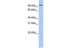 Image no. 1 for anti-Ring Finger Protein 19A (RNF19A) (AA 108-157) antibody (ABIN6740802) (RNF19A antibody  (AA 108-157))