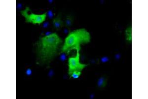 Anti-IGBP1 mouse monoclonal antibody (ABIN2453823) immunofluorescent staining of COS7 cells transiently transfected by pCMV6-ENTRY IGBP1 (RC200387). (IGBP1 antibody)