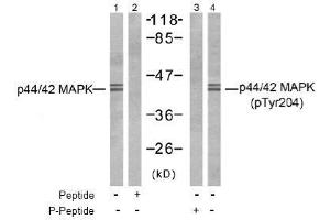 Image no. 2 for anti-Mitogen-Activated Protein Kinase 1/3 (MAPK1/3) (pThr187), (pTyr204) antibody (ABIN197000) (ERK1/2 antibody  (pThr187, pTyr204))