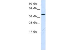 Western Blotting (WB) image for anti-Family with Sequence Similarity 172, Member A (Fam172a) antibody (ABIN2461567)