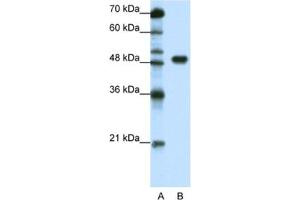 Western Blotting (WB) image for anti-Transcription Factor AP-2 alpha (Activating Enhancer Binding Protein 2 Alpha) (TFAP2A) antibody (ABIN2463839) (TFAP2A antibody)
