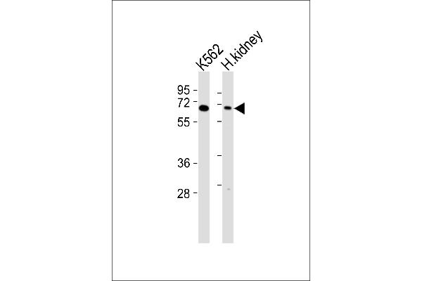 Arylsulfatase D antibody