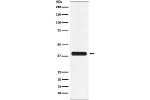 Western blot analysis of Glycophorin C expression in K562 cell lysate.