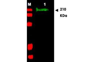 Western blot using SLIT2 polyclonal antibody  shows detection of a band at ~165 KDa (Lane 1) corresponding to SLIT2 present in a chicken spinal cord whole cell lysate (arrowhead). (SLIT2 antibody  (AA 484-500))