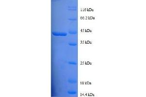 Profilin 1 (PFN1) (AA 2-140), (full length) protein (GST tag)