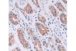 #VALUE! (Cullin 1 antibody  (AA 1-250))