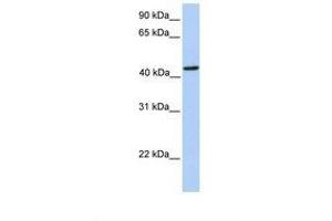 Image no. 1 for anti-phosphoribosylaminoimidazole Carboxylase, phosphoribosylaminoimidazole Succinocarboxamide Synthetase (PAICS) (N-Term) antibody (ABIN6738203) (PAICS antibody  (N-Term))
