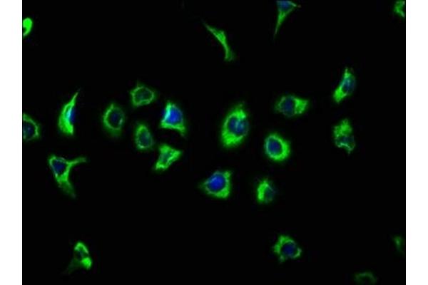 ATP13A2 antibody  (AA 582-736)