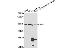 Western blot analysis of extracts of various cell lines, using CUL5 Antibody. (Cullin 5 antibody  (AA 1-300))