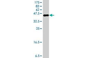 Western Blot detection against Immunogen (36. (CRLF1 antibody  (AA 135-230))