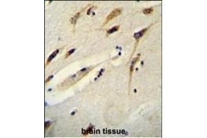 BEX1 Antibody (Center) (ABIN654656 and ABIN2844352) immunohistochemistry analysis in formalin fixed and paraffin embedded human brain tissue followed by peroxidase conjugation of the secondary antibody and DAB staining. (BEX1 antibody  (AA 63-90))